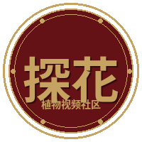 探花